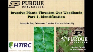 Invasive Plants Threaten Our Forests Part 1: Invasive Plant Species Identification