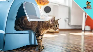 Why Your Cat Use The Litter Box IMMEDIATELY After You Clean It!