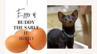 Buddy the sable is stealing eggs, and feeling good!