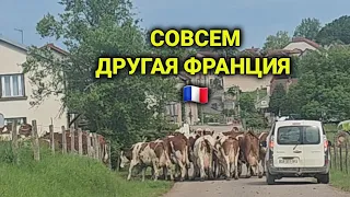 булочника нашли| посетили новые деревеньки| картина Шарлотта вписалась отлично