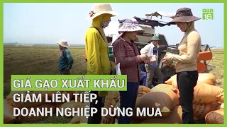 Giá gạo xuất khẩu giảm liên tiếp, doanh nghiệp dừng mua | VTC16