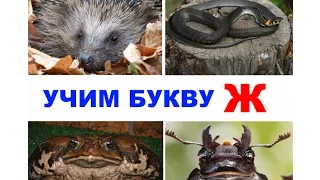 Песня про ежика. Учим букву Ж