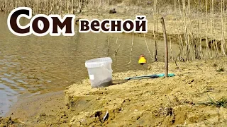 Эту наживку сом чувствует весной за километр! На что клюет сом весной? Секреты ловли сама весной