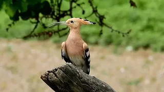 ROJENÍ MRAVECŮ A DUDEK - Eurasian hoopoe and flying ants.