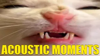 WATCH THIS VIDEO IF YOU FEEL ACOUSTIC TOO ➡ CS2 FUNNY MOMENTS 7