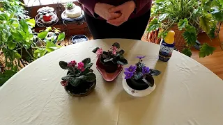 How to Get African Violets to Flower