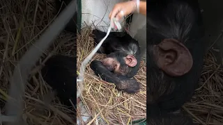 Journey to freedom. Chimpanzee rescue #animalrescue