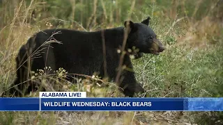 Wildlife Wednesday: Black Bears in Alabama