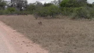 Jackal on baby impala kill