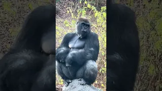 This Gorilla sits comfortably on a boulder.