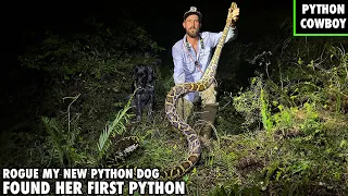 New Python Task Force Dog Finds Her First Python In The Florida Everglades