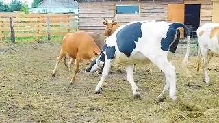 ТЕЛЯТА НАПАДАЮТ😳ЭКСПЕРИМЕНТ НАД КОРОВАМИ🐄!EXPERIMENT ON COWS.CALVES ATTACK