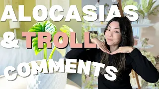 My Variegated Alocasia Collection + Haters & Trolls | Plant Chores | Repotting | Propagating Corms