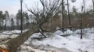 Валка Дуба