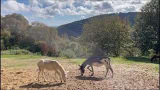 A day on the farm in Spain