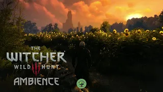 Witcher 3 - Sunset on a Sunflower Meadow - 1 hour ambience w/ music |  Sleep  |  Study  |  Relax  |