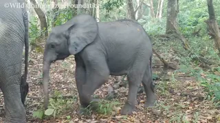Les éléphants du futur Parc National de Penselli-Soyah-Saboyah en Guinée