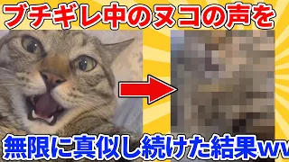 【2ch動物スレ】ブチギレてるヌコと全く同じ声を出し続けた結果ｗｗｗｗｗ