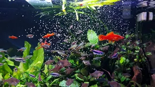 Daphnia-feeding session. Planted Community Aquarium.