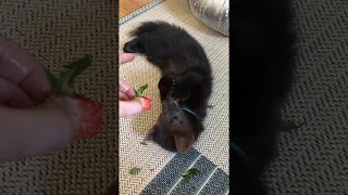 Buddy the Sable Punishes the Strawberry for not Being Tasty || ViralHog