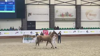 Akhalteke colt Simba 2021 Equine Russia show