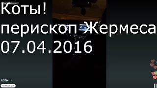 Коты! перископ Жермеса 07.04.2016