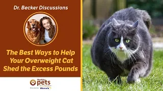 The Best Ways Help Your Overweight Cat Shed the Excess Pounds