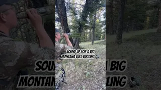 Big Bull Elk BUGLING In Montana!! #elk #hunting