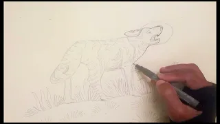 how to draw a jackal painting pencil shading