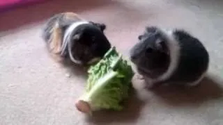 Guinea Pigs scared of noise