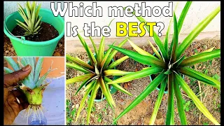 The BEST WAY to grow pineapple from the top | 0-8 Months growth