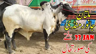 Multan Cow Mandi 23 January Saturday Latest Update |  Qurbani 2021 | | SS Tv |