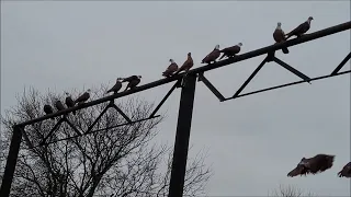 Сельские голуби. 18 01 2022года. В гостях у Сергея. Благодарненские голуби, село Вознесеновское.