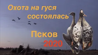 Охота на гуся состоялась Весна 2020 Псков