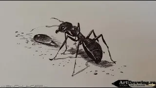 Рисуем муравья шариковой ручкой