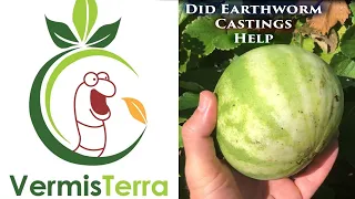 I Tried Using Earthworm Castings to Grow Watermelon