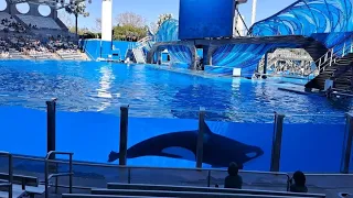 Orca show at Seaworld Orlando 2023 - Didn't go to plan