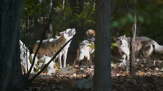 How to Howl Like a Lobo
