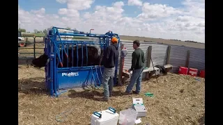 Vaccinating Branding and Aging Cattle - Priefert SO4 Squeeze Chute