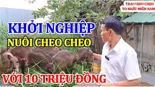 Khởi Nghiệp Nuôi Cheo Cheo Với Vốn 10 Triệu Đồng Lãi Gấp Đôi Chỉ Sau 1 Năm/ Chăn Nuôi 4.0