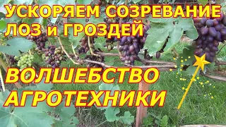 УСКОРЯЕМ ВЫЗРЕВАНИЕ ЛОЗ и ГРОЗДЕЙ. Волшебство агротехники