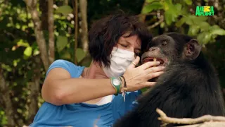 Dodo Heroes Episode 6 Preview | Watch a Test Lab Chimp Be Reunited With His Carer