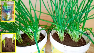 THE BEST WAY TO GROW SPRING ONIONS