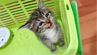 Rescue SUPER CUTE abandoned Kitten, Kitten scared first time meet human