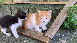 Incredibly beautiful little Kittens. These Kittens love to play.