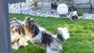 Biewer Yorkshire Terrier und ein Biro geben im Garten Gas