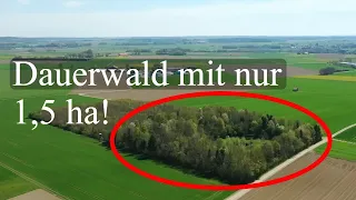 Auch ein kleiner Wald kann Dauerwald werden!