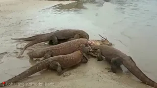 Again,, a poor deer is attacked by Komodo dragon on the beach