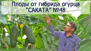Плоды от гибрида огурца "САКАТА" №48 (12-03-2018)