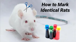 How to Mark Identical Rats to Easily Tell them Apart